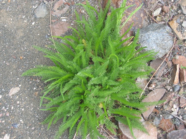 [IMG_04274.jpg]