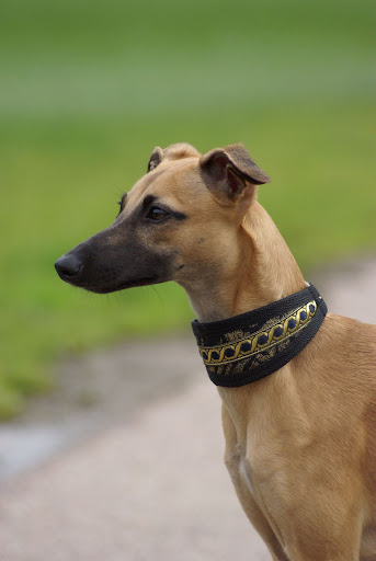Izzie - 6 maanden