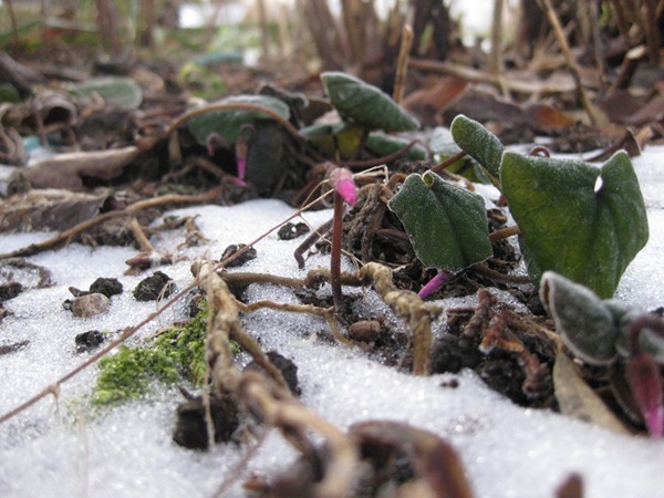 2009-01-25 Hagen (19)