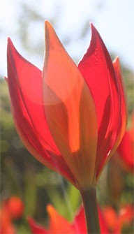 [tulipa-sprengeri[3].jpg]