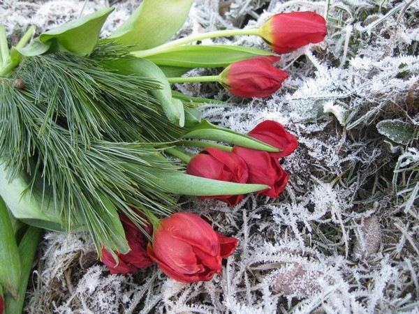 [2008-12-26 Tulipaner på komposthaugen (3)[2].jpg]