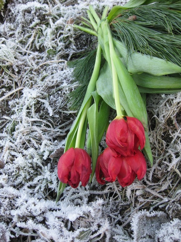 2008-12-26 Tulipaner på komposthaugen (4)