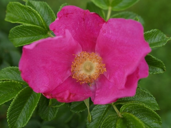 [P7303855 Rosa rugosa[2].jpg]
