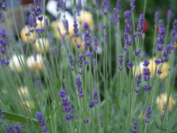 P7042866 Lavandula angustifolium