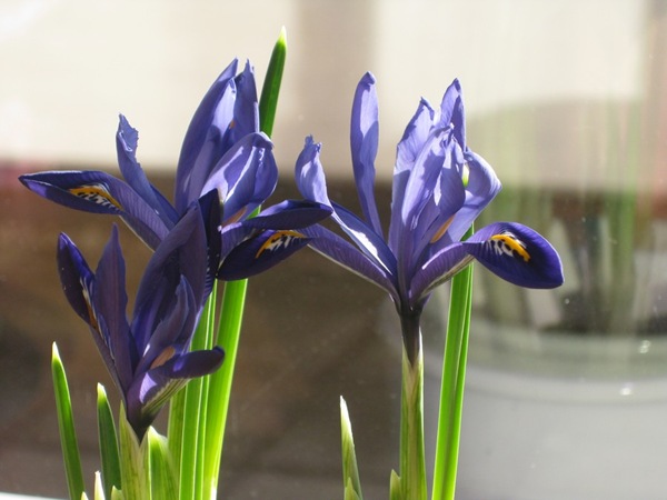 2009-03-11 Blomster i leiligheten (2)