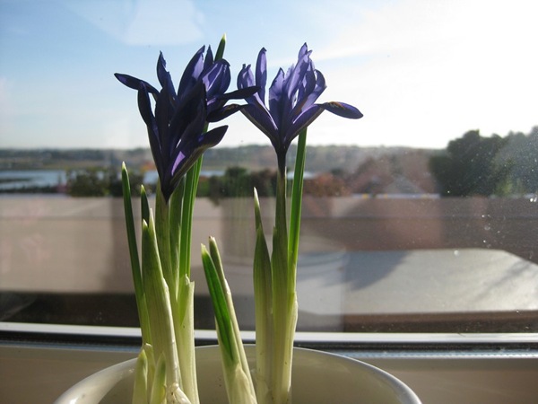 2009-03-11 Blomster i leiligheten (5)