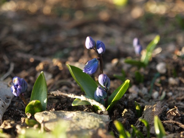 2009-03-21 Mars (160)