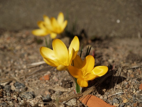 2009-03-21 Mars (118)