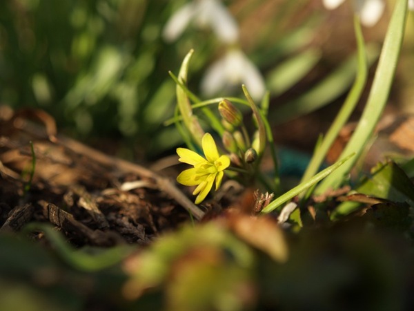 2009-03-21 Mars (167)