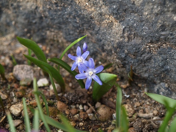 2009-03-21 Mars (219)