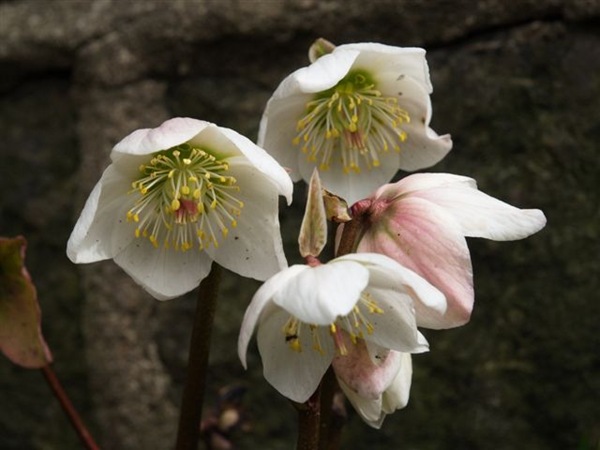 P4111831 Helleborus niger P4111831 Helleborus niger
