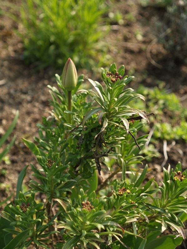 2009-04-26 (44)