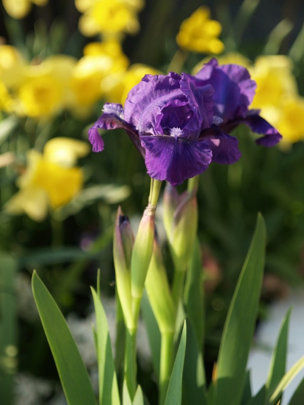 2009-04-30 April (64)