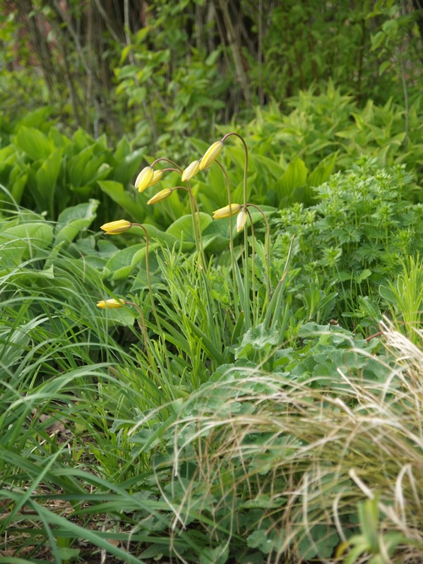 2009-05-07 Mai (87)