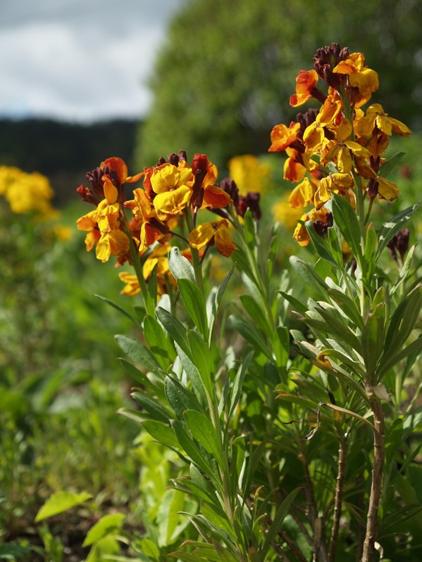 2009-05-10 Gyldenlak (19)
