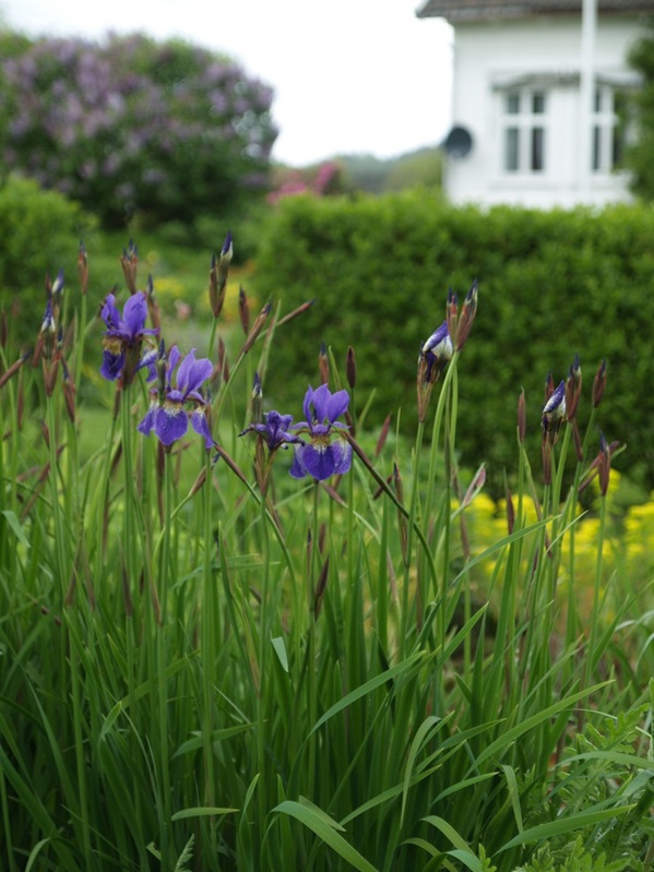 2009-05-27 Hagen (95)