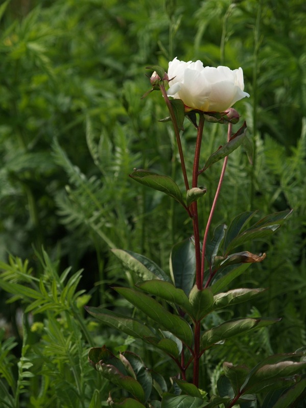 2009-06-07 (45)