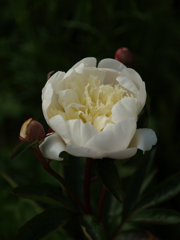 2009-06-07 (46)