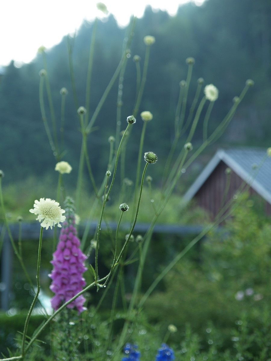 [2009-07-04 Resized (69)[2].jpg]