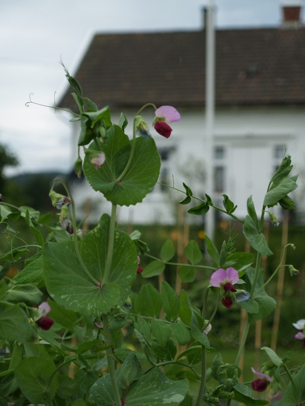 2010-07-30 Hagen (103)