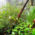 Lush Green