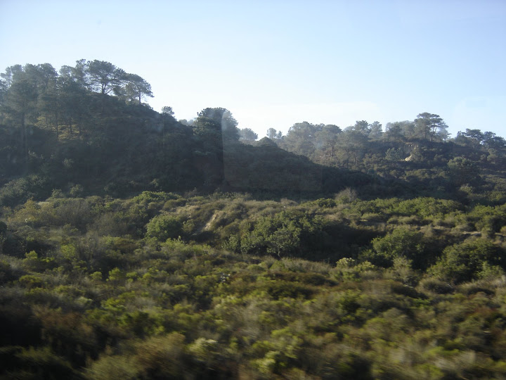 Meadows behind Torry Pines