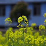 油菜花开调弦口