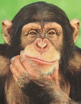 [chimpanzee_thinking_poster[4].jpg]