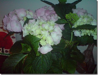 DSC00045 DSC00045