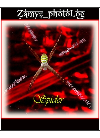 [spider[6].jpg]