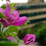 Bach Thao