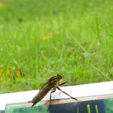 insects (sapa 09)