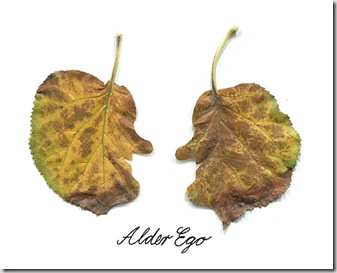 leaf4