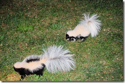 CHERIE'S PHOTOGRAPHY: Skunk Origin Myth ~ Facts & Fun Facts