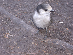 IMGP0318.jpg