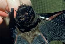 [long-tailed-bat-facts-223[2].jpg]