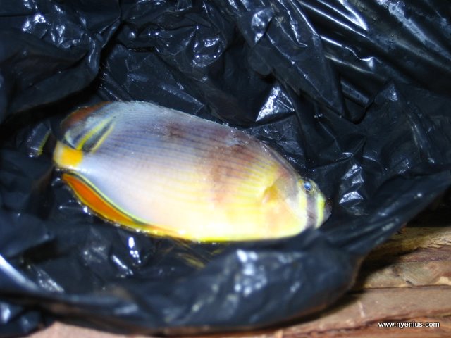 aquarium%20014.JPG