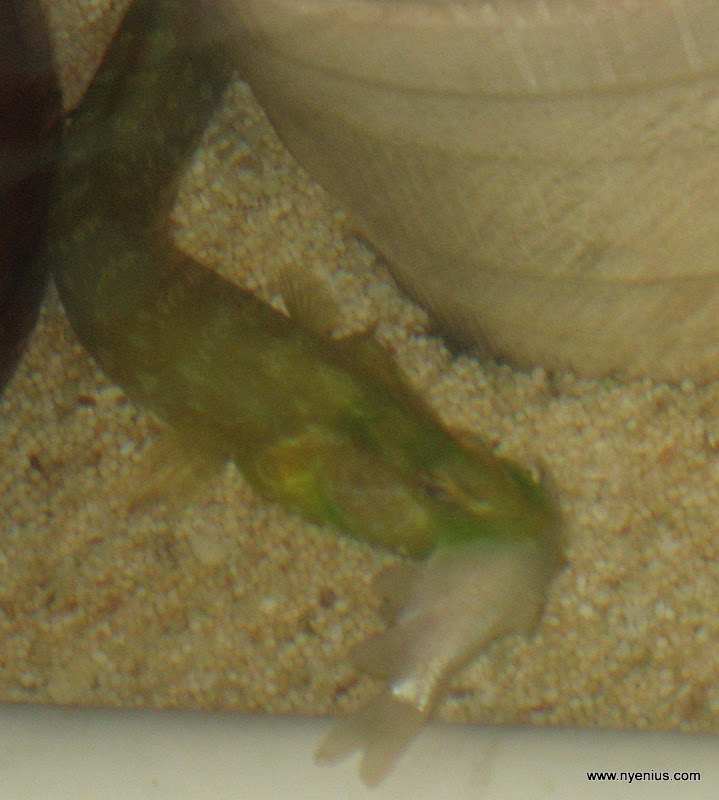 aquarium%20011.JPG