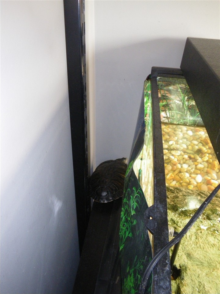 [Turtle4.jpg]