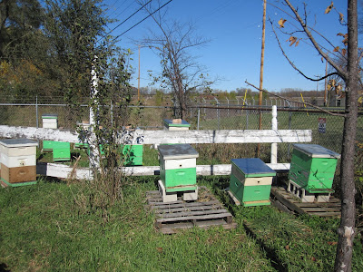 Bees
