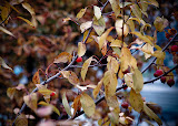 DSC_0558-2_mod.jpg