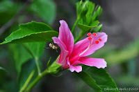 DSC_0943.JPG