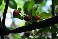 DSC_0042.JPG