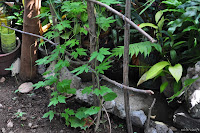 DSC_0197.JPG