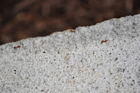 DSC_0010.JPG