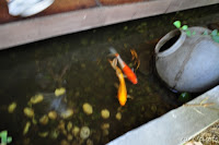 DSC_0394.JPG
