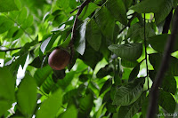 DSC_0253.JPG