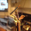 DSC05988.JPG