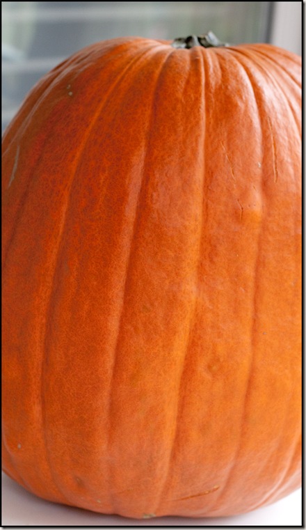 The Great Pumpkin || Canon 50D/EF 50mm f/1.8 II | 1/125s | f/4 | ISO500