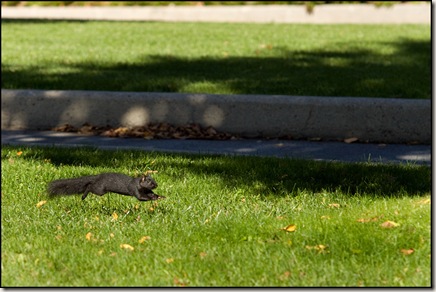 Super Squirrel || Canon 50D/ EF 70-200mm f/2.8 @ 200mm | 1/800s | f/5.0 | ISO200